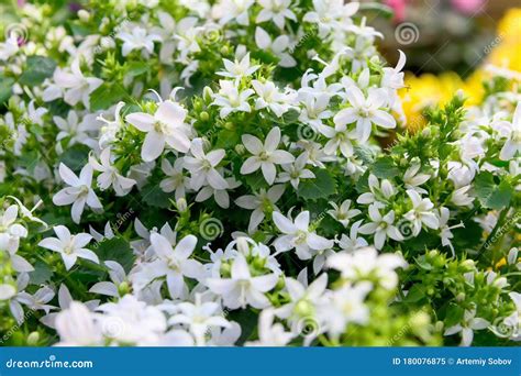 小花植物